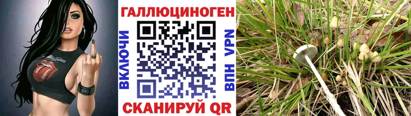 Купить где Ак-Довурак Галлюциногенные грибы прущие грибы
