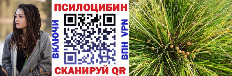 Псилоцибиновые грибы Psilocybe Ак-Довурак